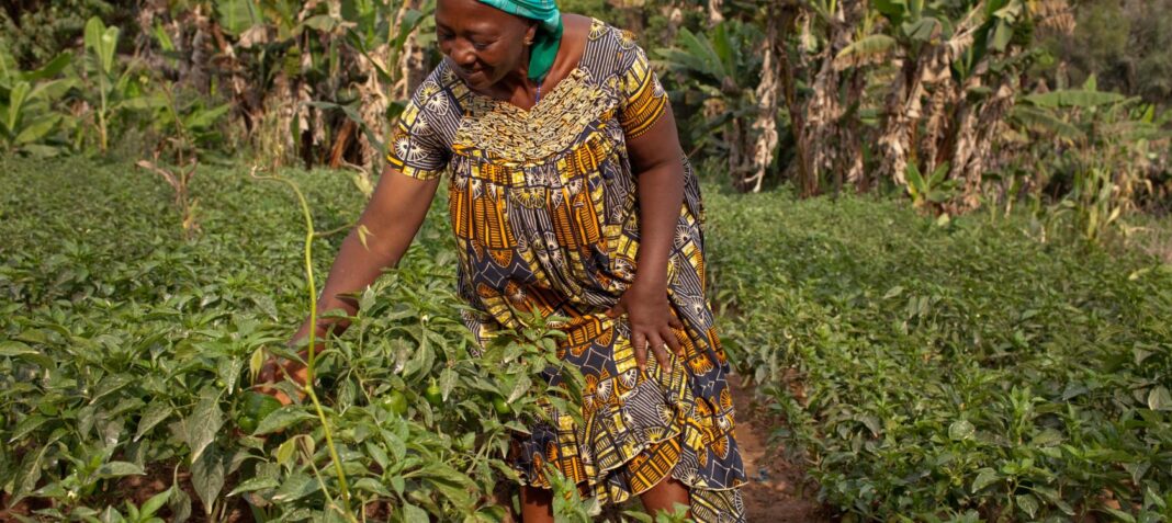 Agriculture : Clés de l’Emploi des Jeunes au Cameroun