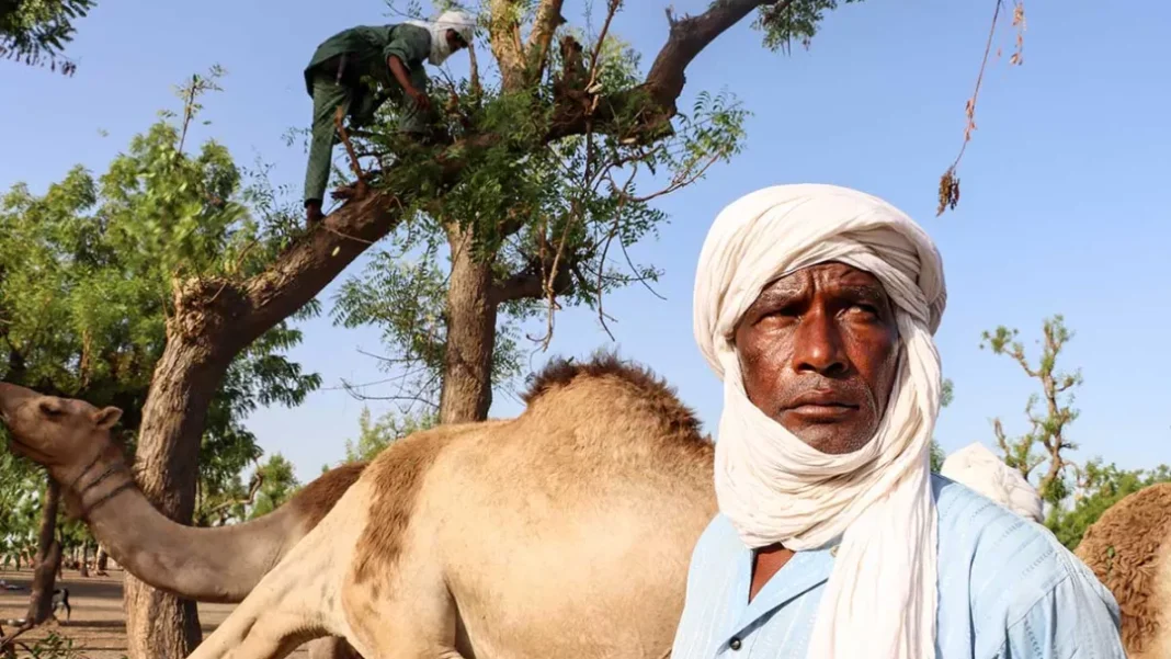 Conflits agropastoraux au Tchad : enjeux et solutions