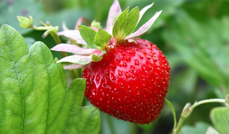 Fraîcheur printanière : Les fraises sous toutes formes !