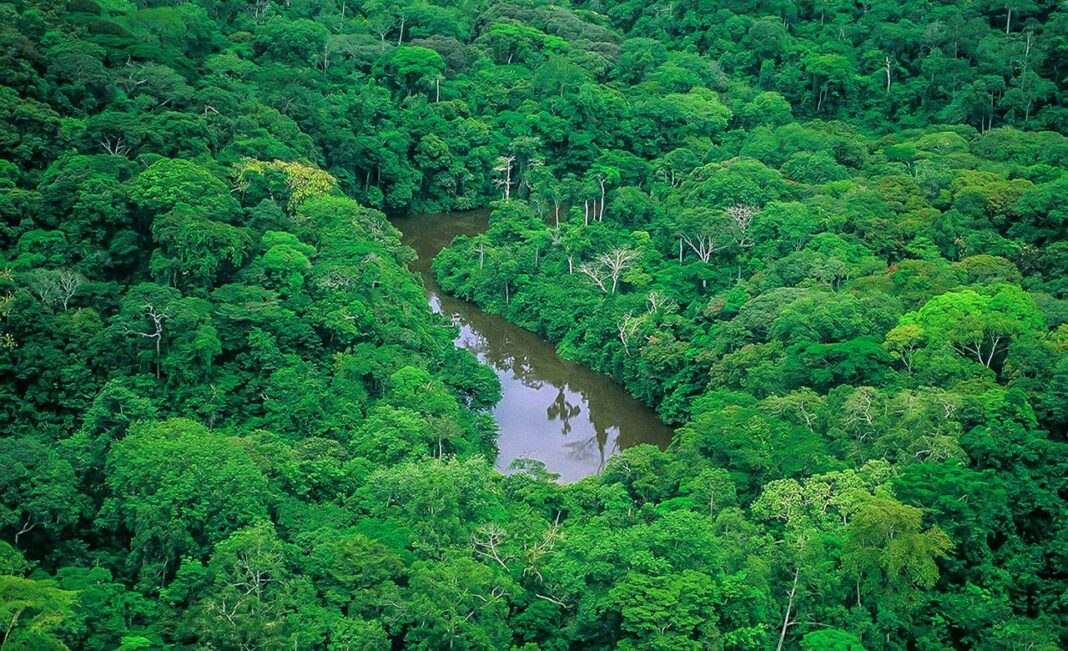 Forêts gabonaises : un potentiel écotouristique à exploiter