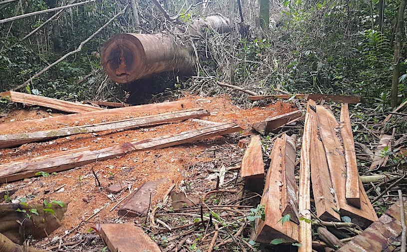 Démantèlement de la déforestation illégale.