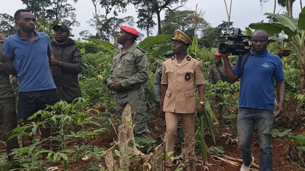 Démantèlement d’une plantation de cannabis à Mindourou