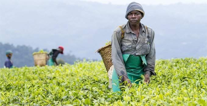 Recensement 2026 : Révolutionner l’Agriculture au Cameroun