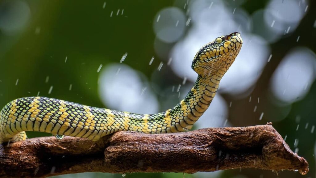 Serpents au Gabon : Éducation et Écologie en Harmonie