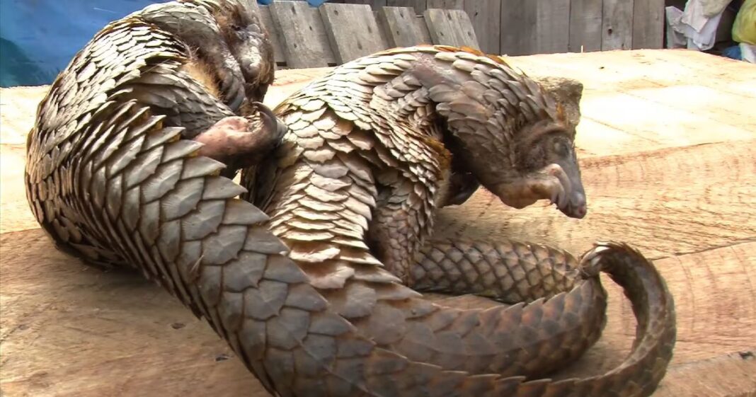 Importation illégale de viande : risques sanitaires