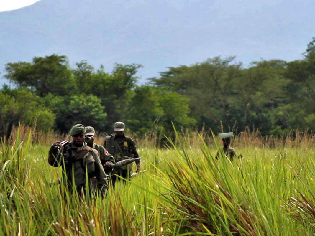 Éco-gardes : Protecteurs essentiels du Parc de Virunga