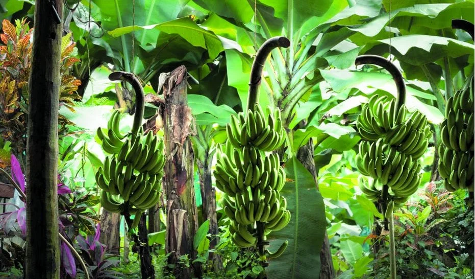 Aide gouvernementale : un soutien crucial pour la CDC