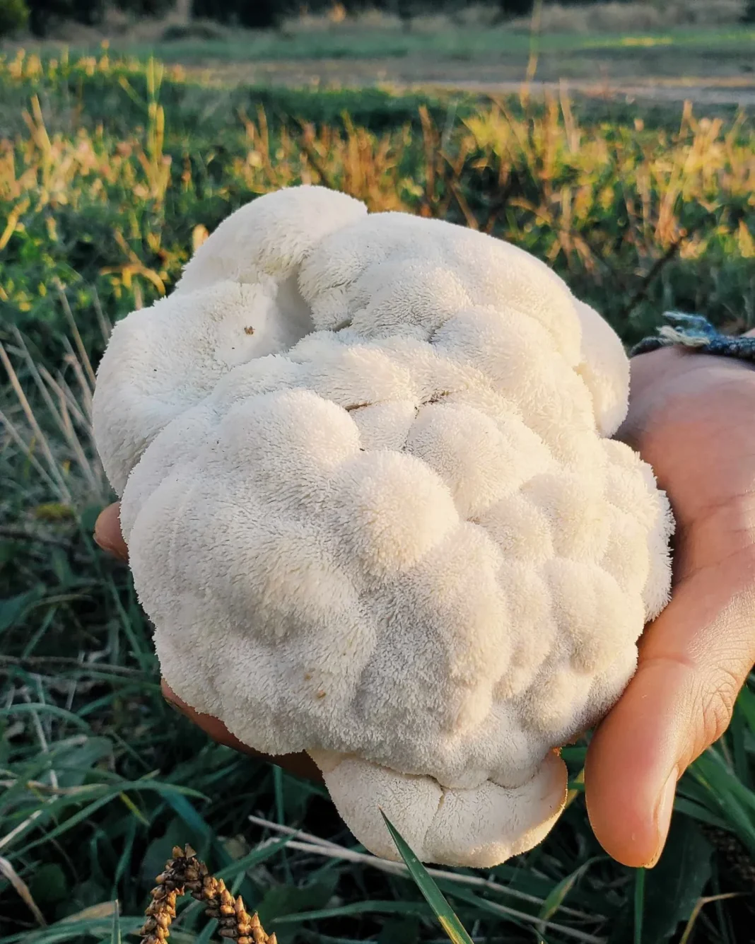 Le Lion’s Mane : Le Champignon Qui Remplace La Viande
