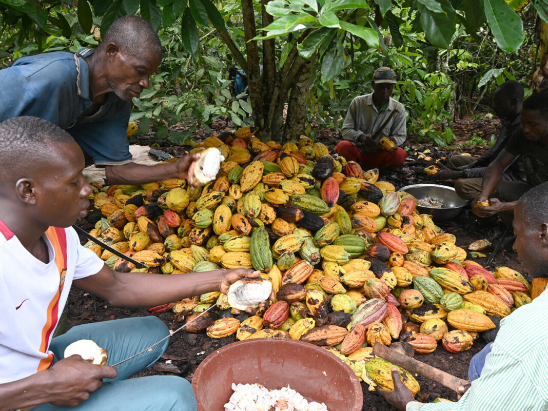 Côte d’Ivoire : Leader du cacao face à des défis durables.