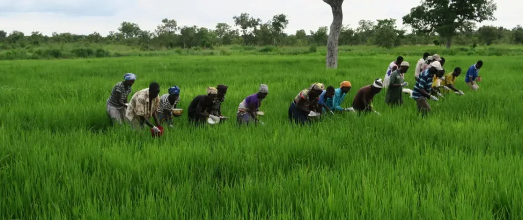 Viva Benoué : Transformation Agricole au Cameroun