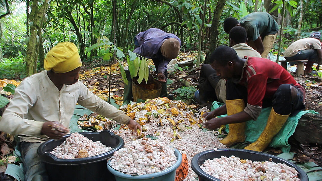 Biodiversité menacée : déforestation et cacao au Cameroun