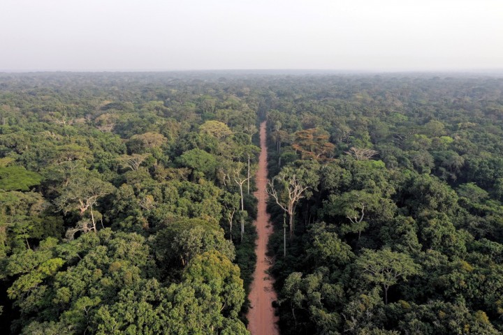 Forêts du Bassin du Congo : Clé du Climat Durable